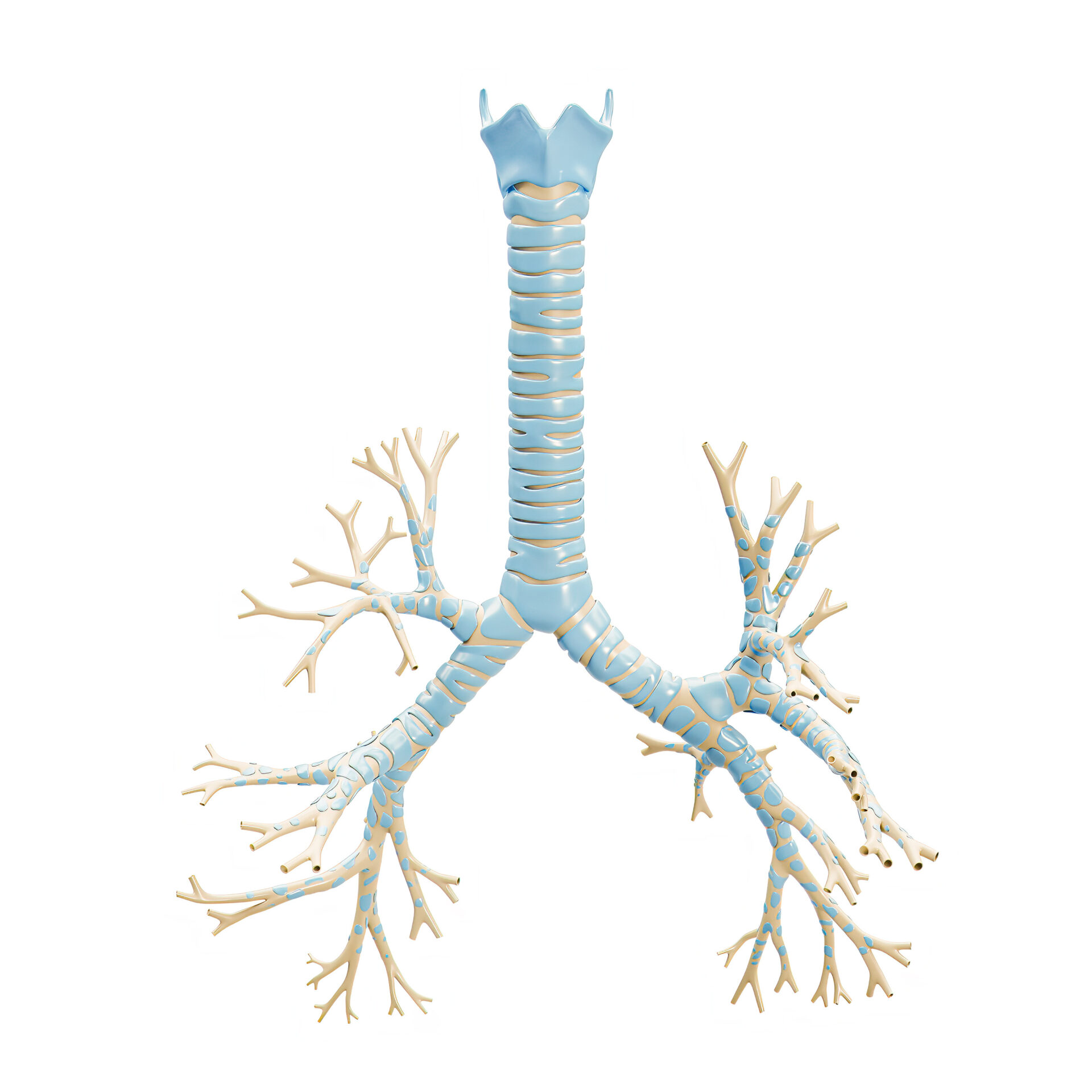 Tissue Engineered Trachea State Of The Research Pediatrics Nationwide