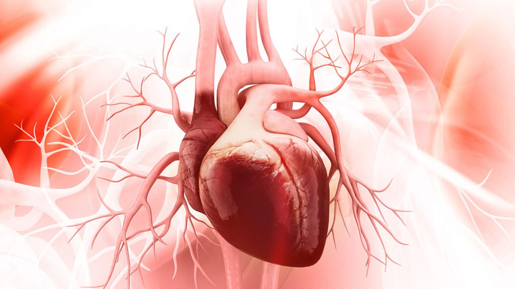 Illustration of heart, CAVD
