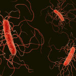 antibiotic-associated C. difficile colitis in a murine mode