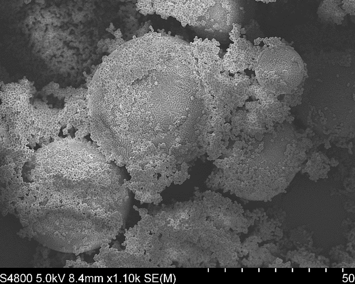 microscopic image of L. reuteri forming a biofilm on microspheres