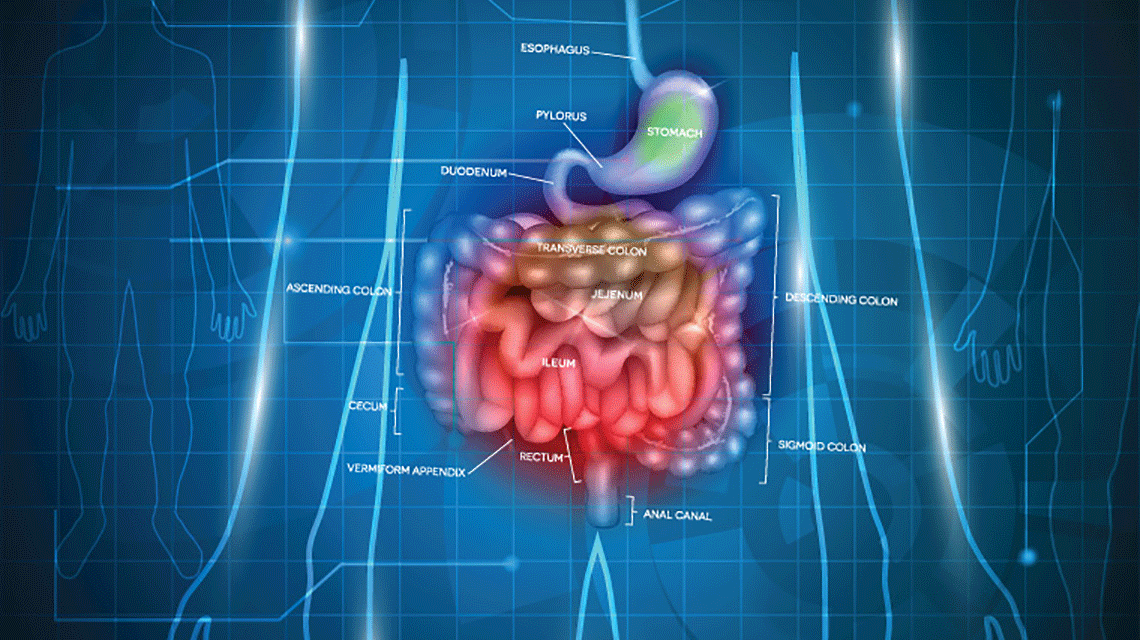 Simple illustrated diagram of the GI track with organs colorized and body outline and background in blue