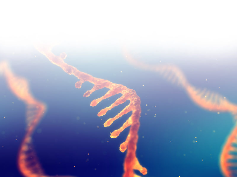 Illustration of split DNA - Single strand ribonucleic acid