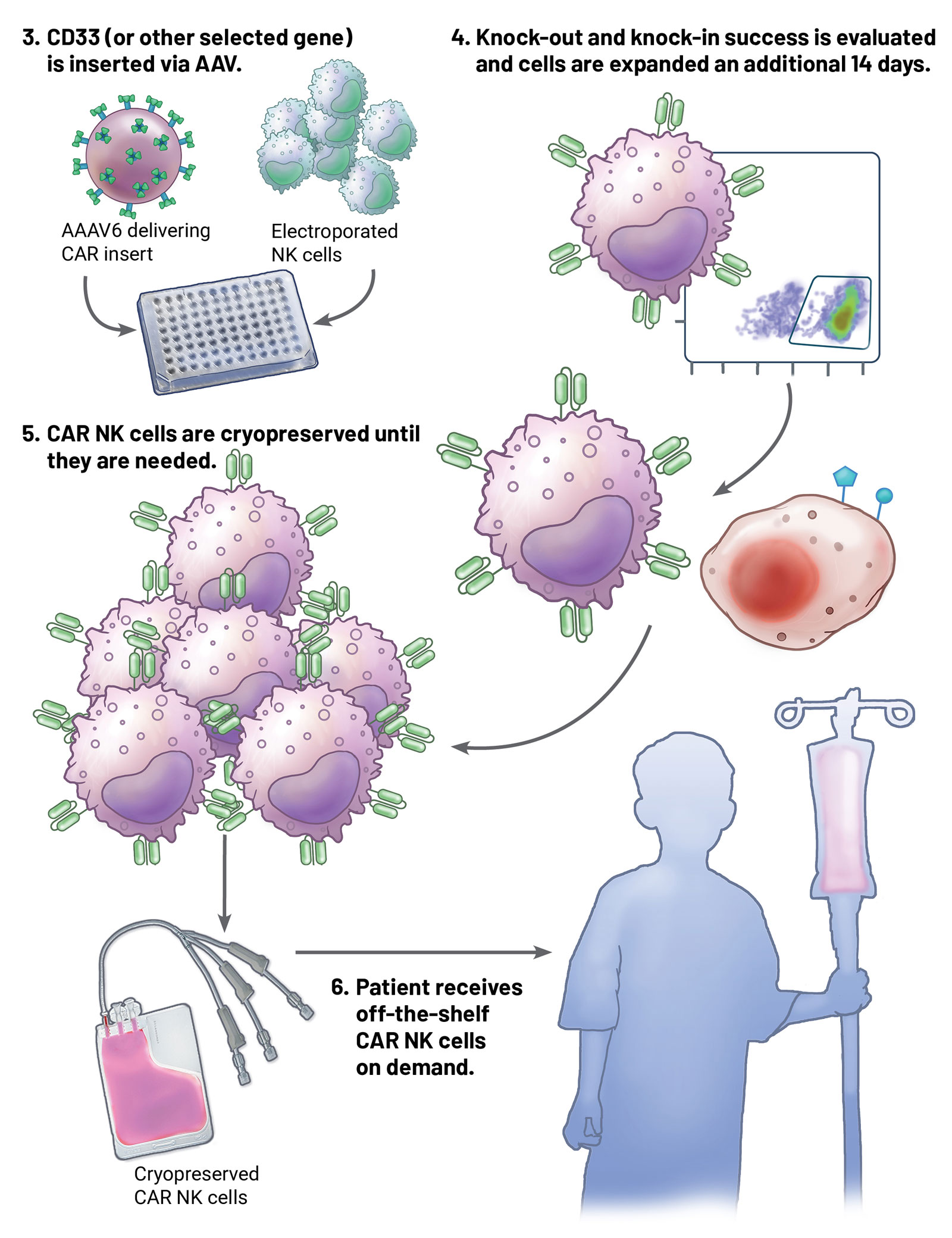 Diagram showing the process of creating CAR NK cells for cancer immunotherapy, including CD33 gene insertion via AAV, evaluation of knockout and knock-in success, cryopreservation of CAR NK cells, and delivery of off-the-shelf CAR NK therapy to patients.