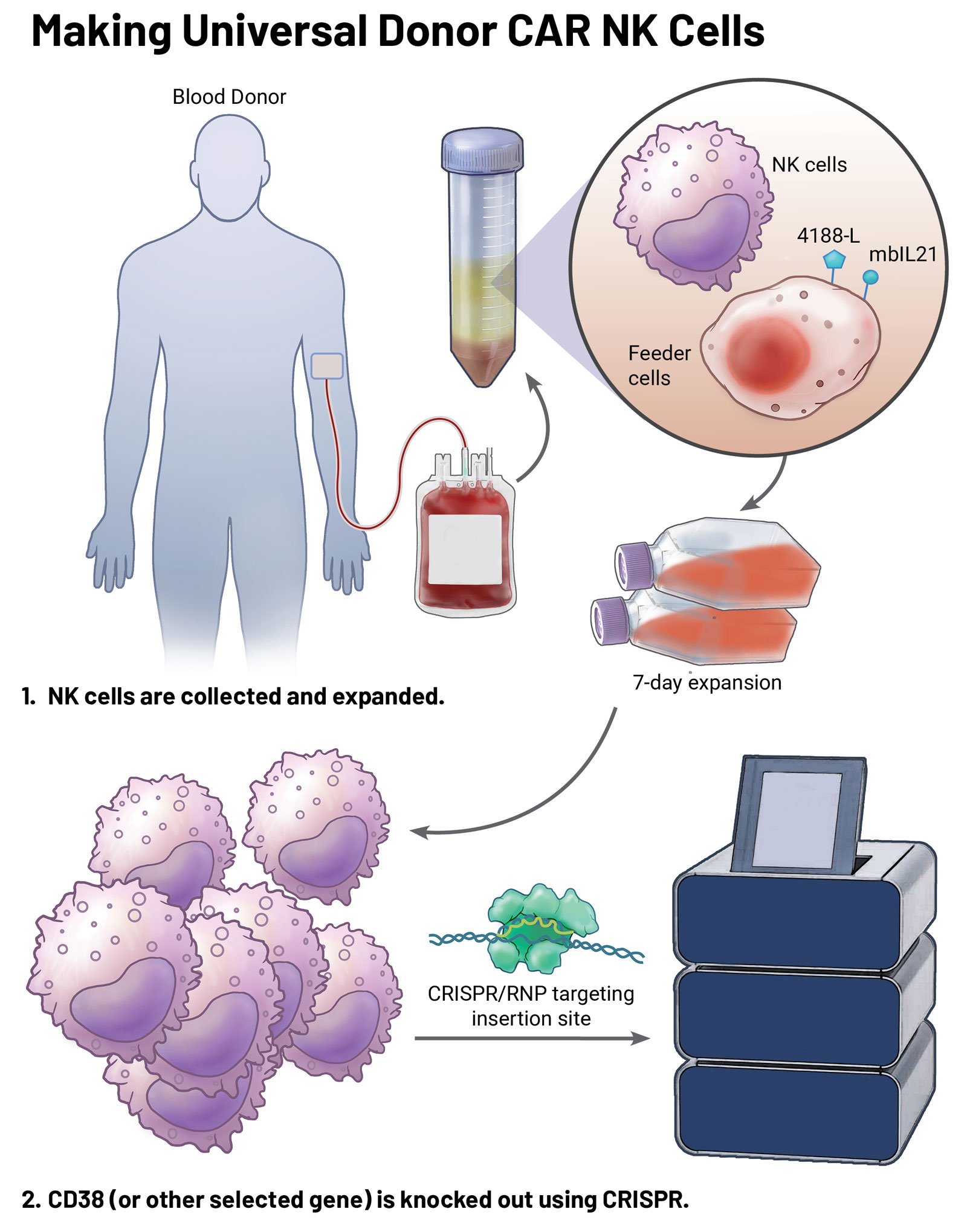 Illustration showing how universal donor CAR NK cells are made, with natural killer cells collected from a blood donor, expanded with feeder cells, and genetically edited using CRISPR to knock out CD38 for cancer immunotherapy.