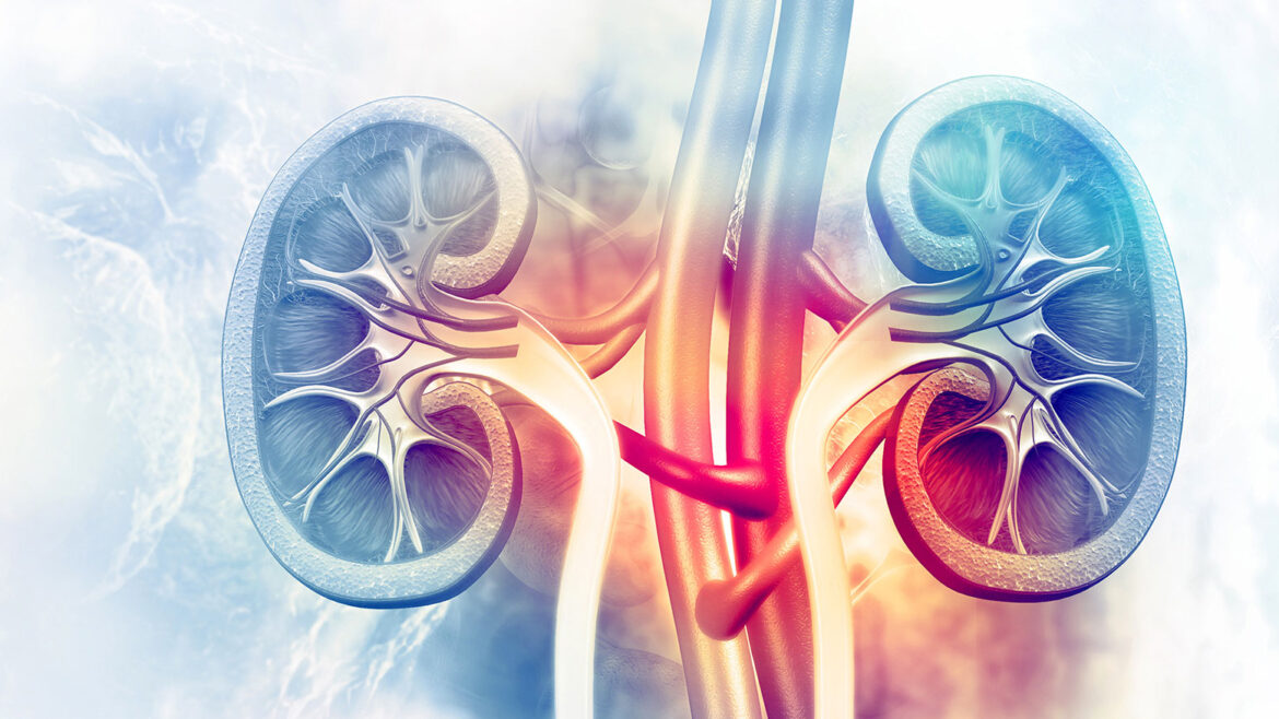 artistic representation of a kidney cross section