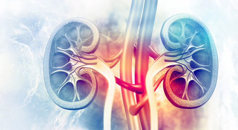 artistic representation of a kidney cross section