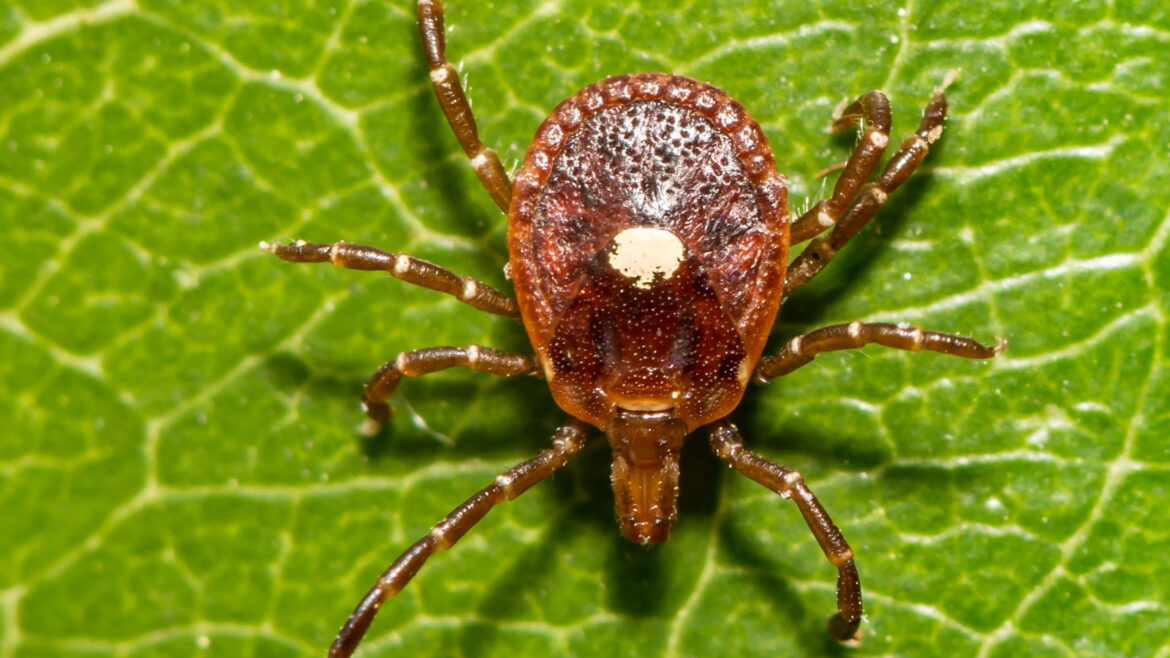 Photo of lone star tick on a leaf, the tick has a white dot on the center of its back