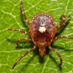 Photo of lone star tick on a leaf, the tick has a white dot on the center of its back