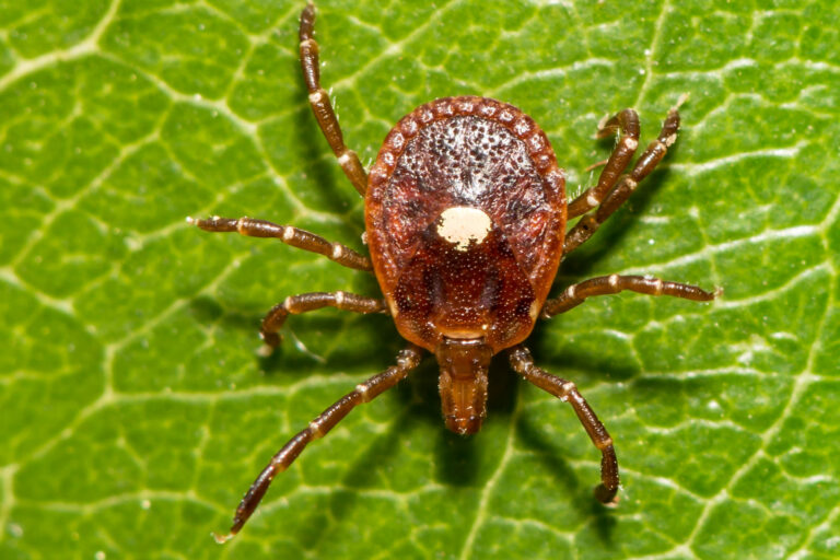 Photo of lone star tick on a leaf, the tick has a white dot on the center of its back