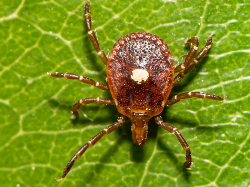 Photo of lone star tick on a leaf, the tick has a white dot on the center of its back